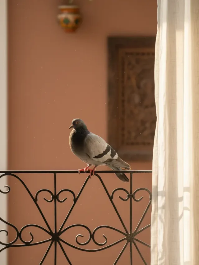 कबुतर घर में रखने के फायदे